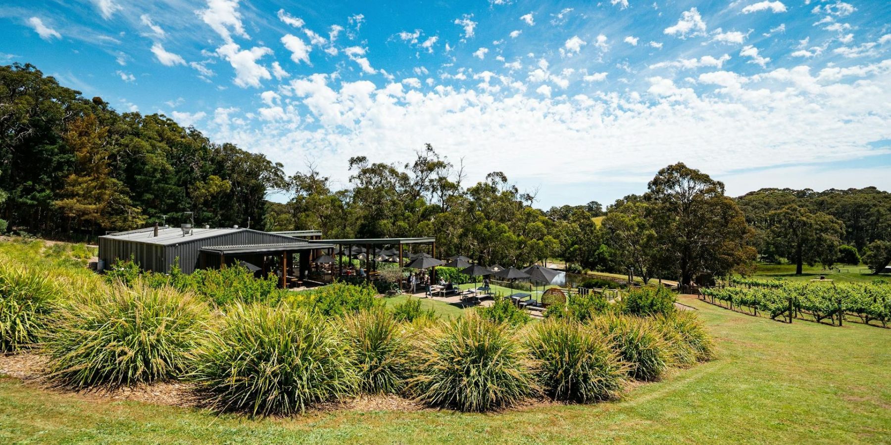 Green Olive Red Hill