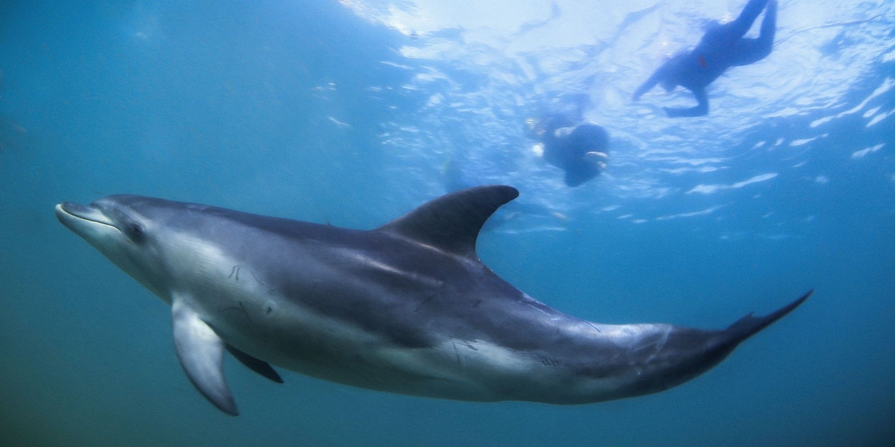 Dolphin Swimming Port Phillip Bay Mornington Peninsula